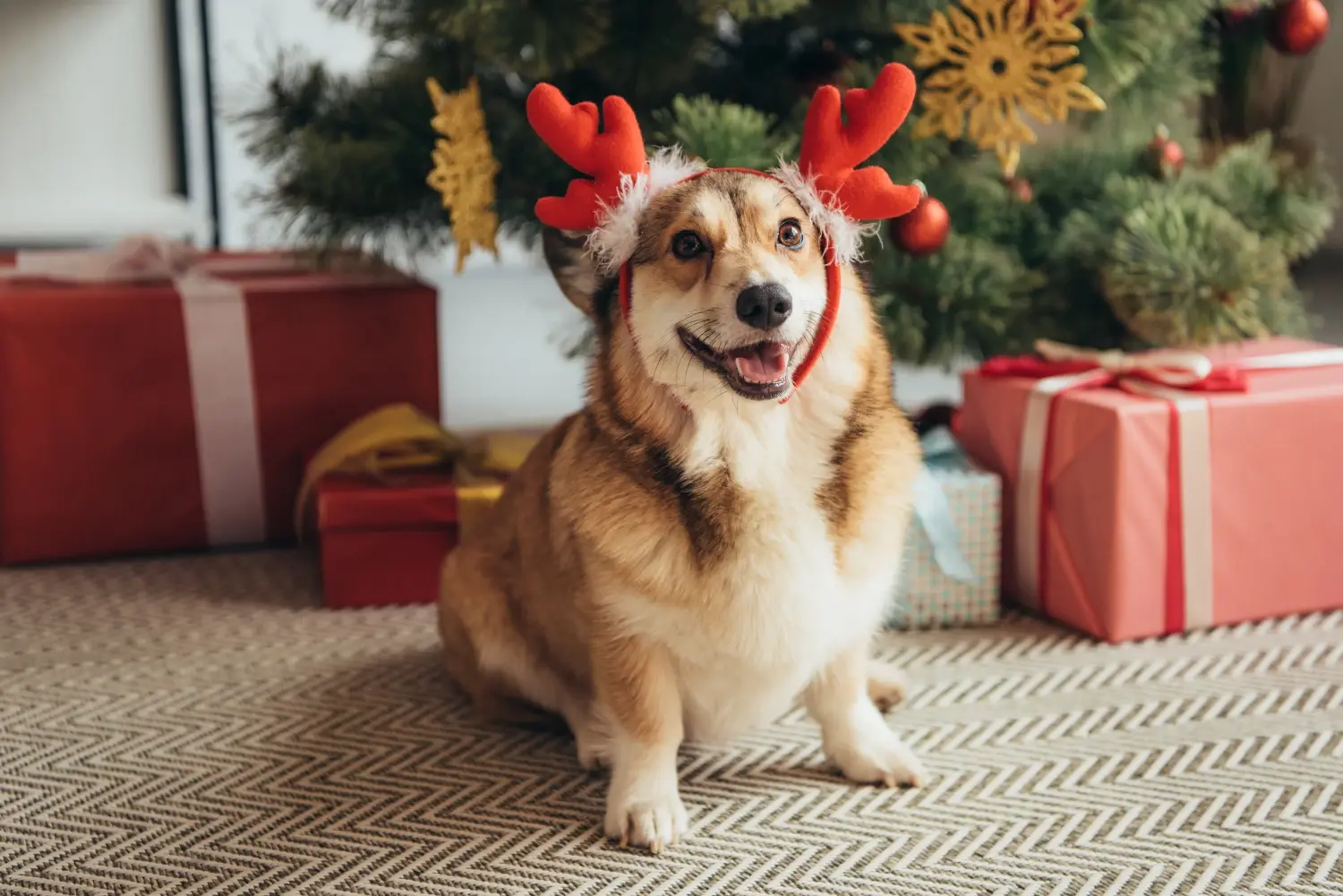 Christmas Gifts for Dogs 2024 What s On Your Dog s Wish List